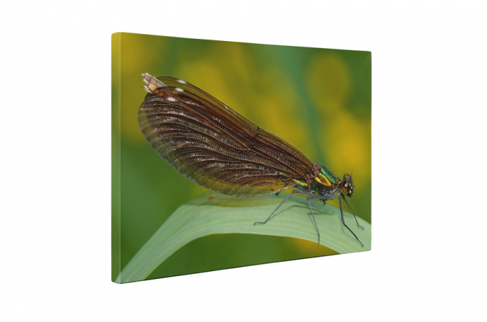 Tablou canvas : Anisoptera [5]