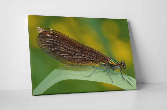 Tablou canvas : Anisoptera [1]