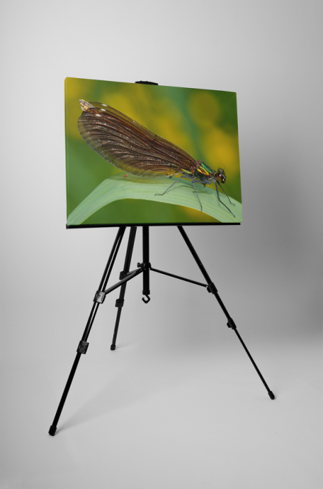 Tablou canvas : Anisoptera [3]