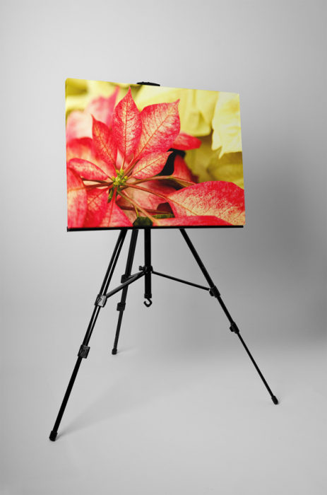 Tablou canvas : Creanga inflorita [3]