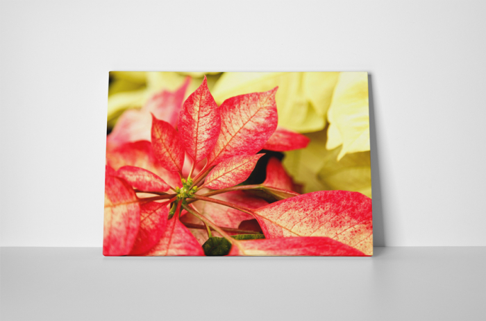 Tablou canvas : Creanga inflorita [2]