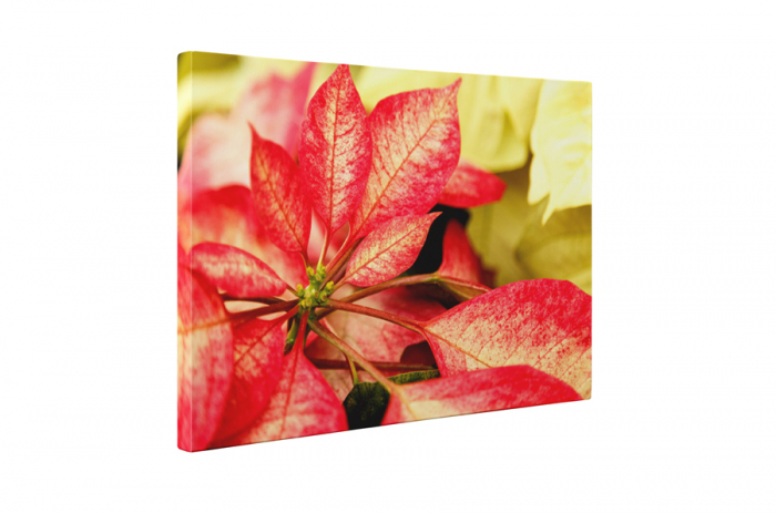 Tablou canvas : Creanga inflorita [5]