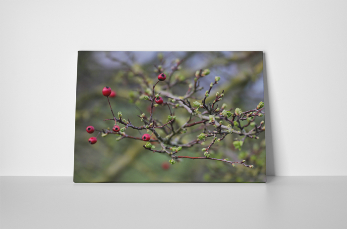 Tablou canvas : Arbusti rosii [2]