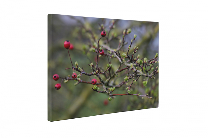 Tablou canvas : Arbusti rosii [5]