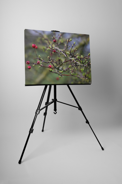Tablou canvas : Arbusti rosii [3]