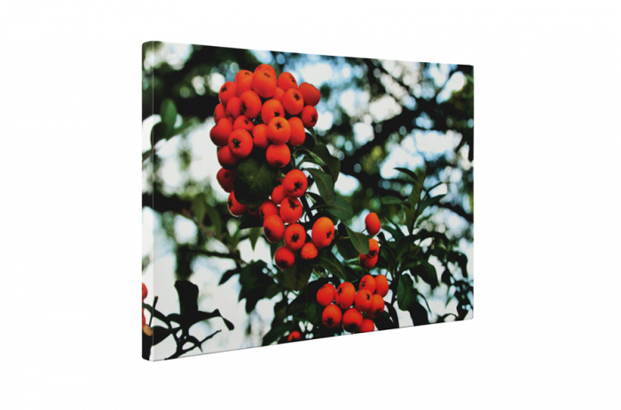 Tablou canvas : Cotoneaster [5]