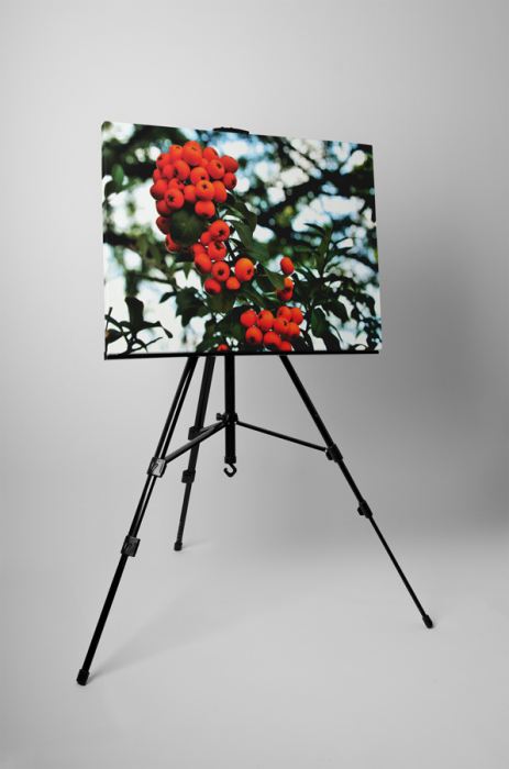Tablou canvas : Cotoneaster [3]