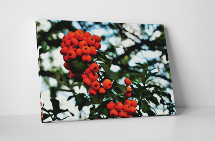 Tablou canvas : Cotoneaster [1]