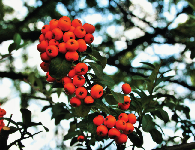 Tablou canvas : Cotoneaster [4]