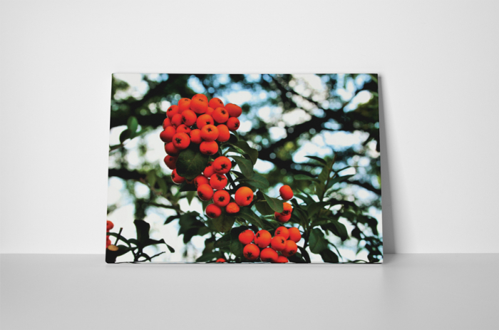 Tablou canvas : Cotoneaster [2]