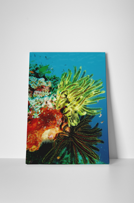 Tablou canvas : Viata acvatica [2]