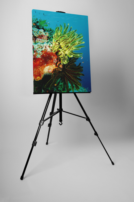 Tablou canvas : Viata acvatica [3]