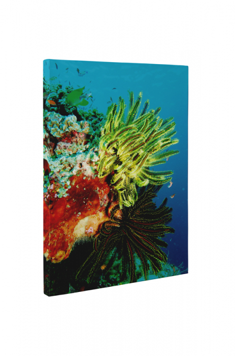 Tablou canvas : Viata acvatica [5]