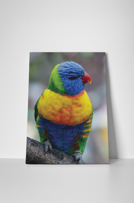 Tablou canvas : Papagalul colorat [2]
