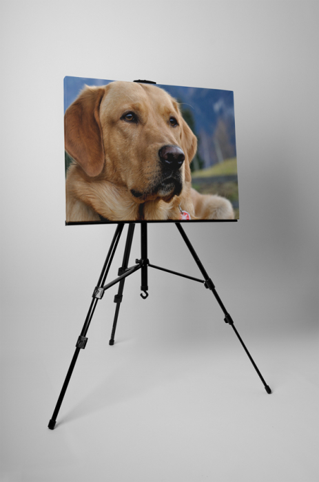Tablou canvas : Labrador [3]