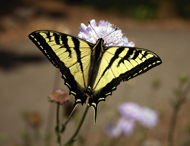 Tablou canvas : Papilionidae [4]