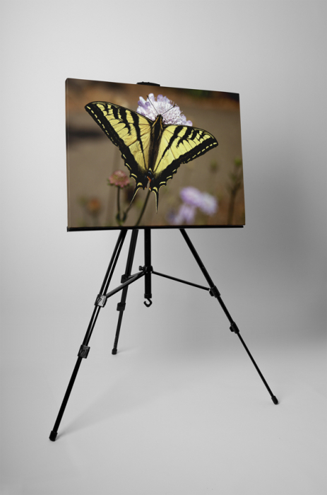 Tablou canvas : Papilionidae [3]