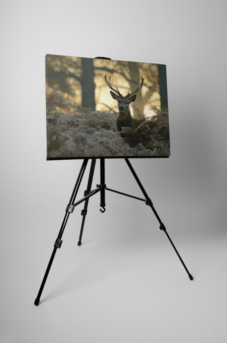 Tablou canvas : Cerb [2]