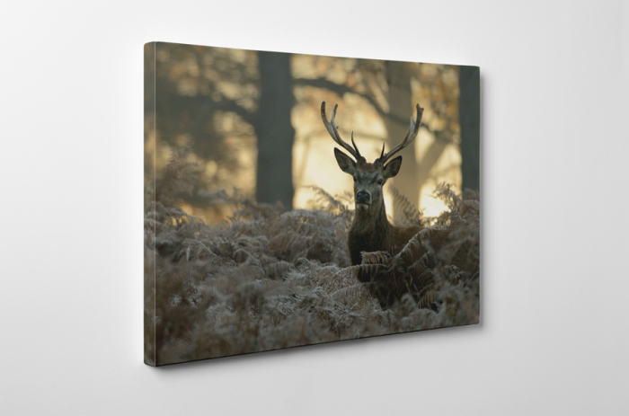 Tablou canvas : Cerb [3]