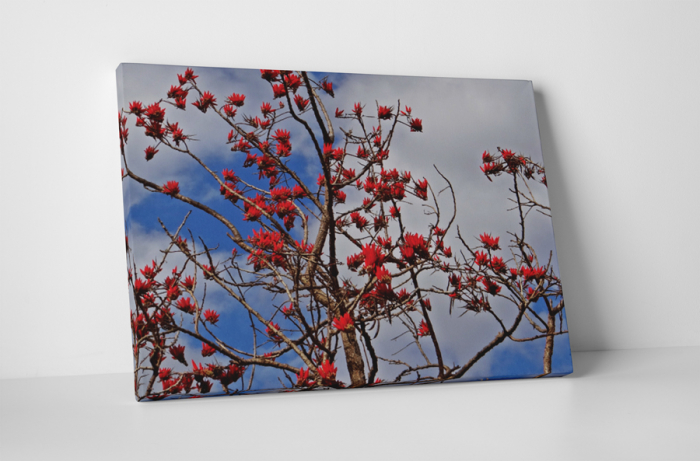 Tablou canvas : Copacul inflorit [1]