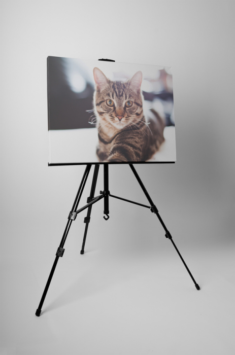 Tablou canvas : Pisicuta [3]