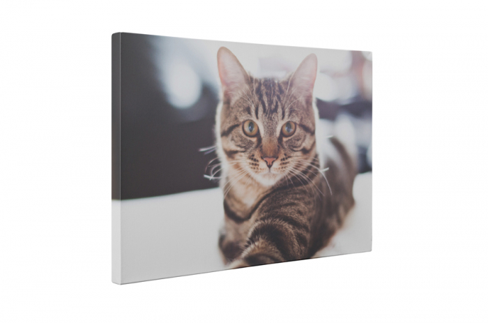 Tablou canvas : Pisicuta [5]