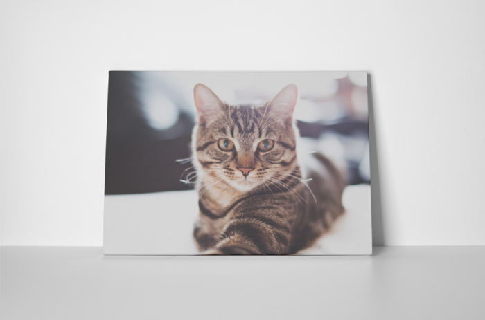 Tablou canvas : Pisicuta [2]
