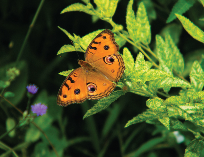 Tablou canvas : Orange butterfly [4]