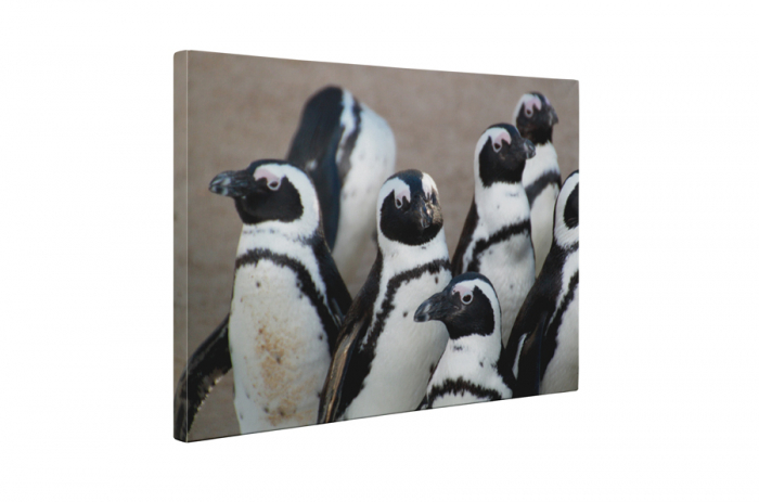 Tablou canvas : Grup de pinguini [5]