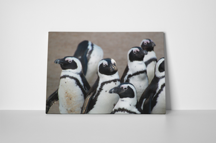 Tablou canvas : Grup de pinguini [2]