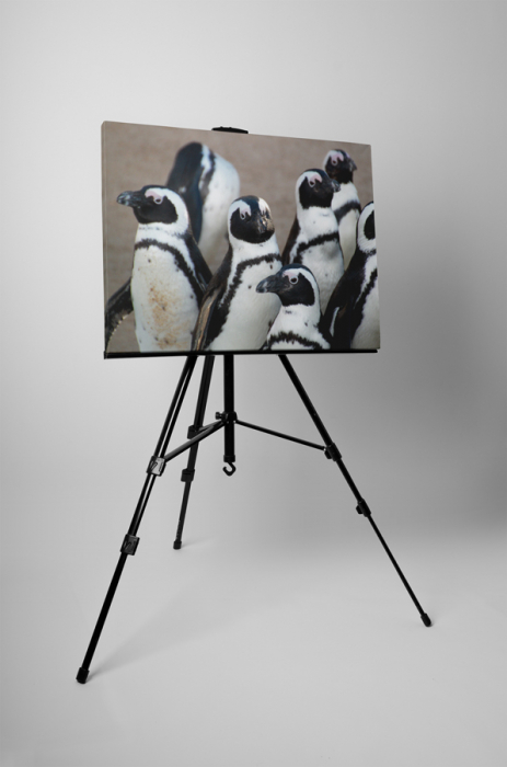Tablou canvas : Grup de pinguini [3]