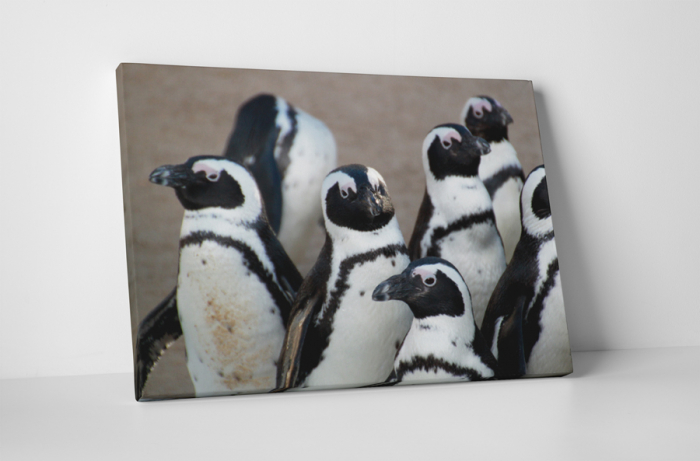 Tablou canvas : Grup de pinguini [1]