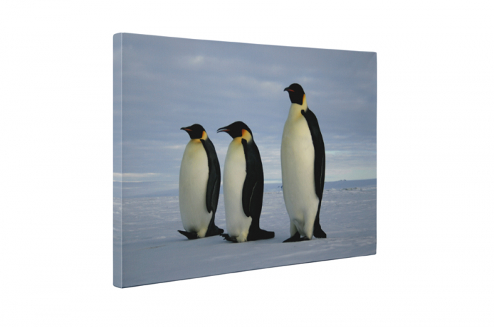 Tablou canvas : Trei pinguini [5]