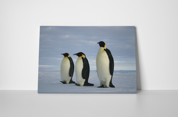Tablou canvas : Trei pinguini [2]
