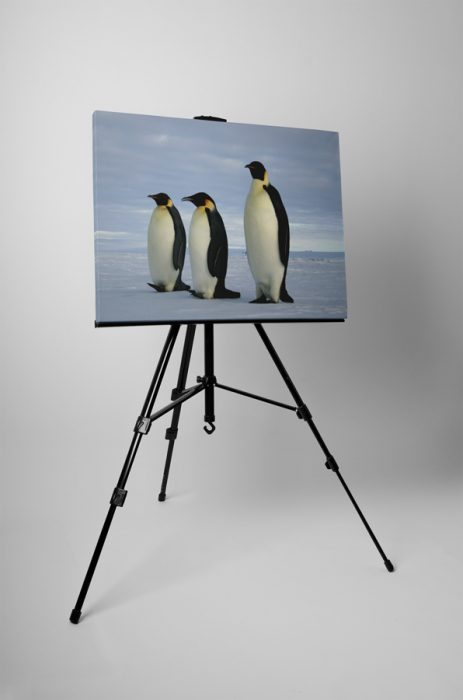 Tablou canvas : Trei pinguini [3]