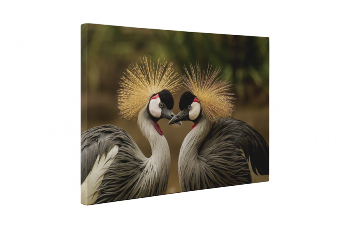 Tablou canvas : Cocorul incoronat [5]