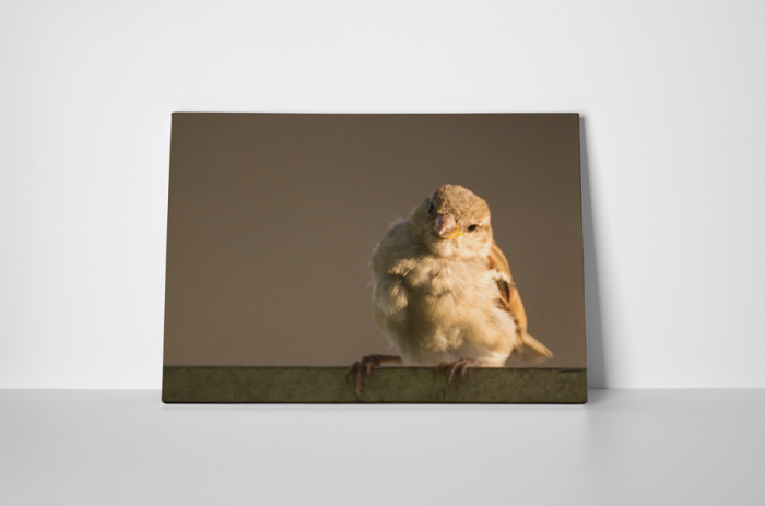 Tablou canvas : Pasarea [2]