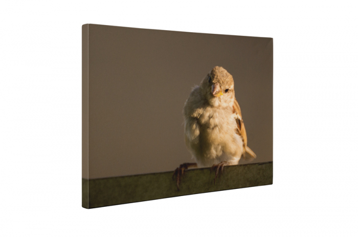 Tablou canvas : Pasarea [5]