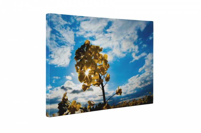 Tablou canvas : Rapita [5]