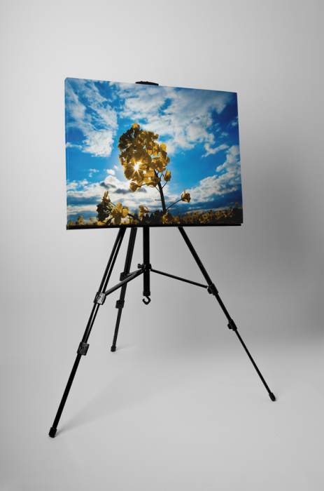 Tablou canvas : Rapita [3]