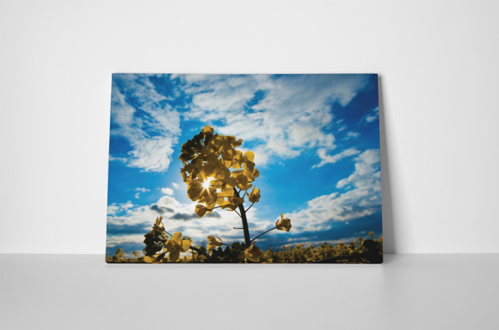 Tablou canvas : Rapita [2]