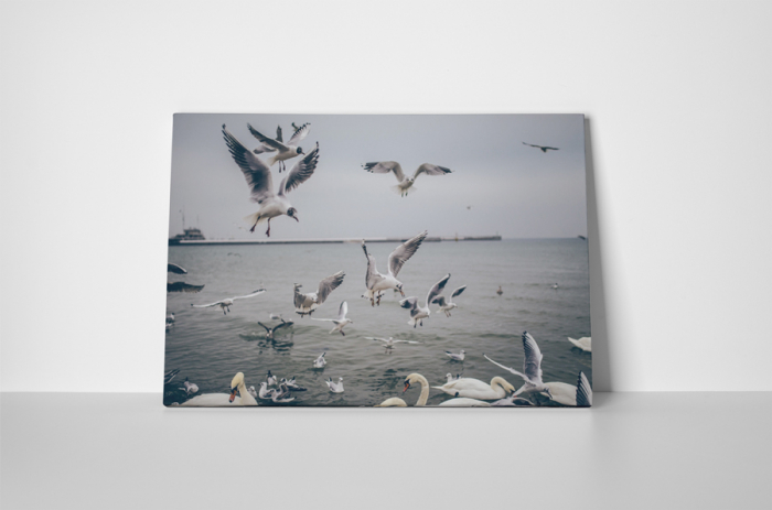 Tablou canvas : Pescarusi [2]