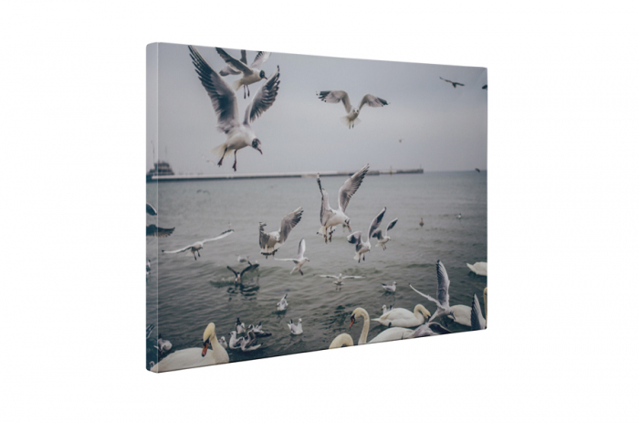 Tablou canvas : Pescarusi [5]