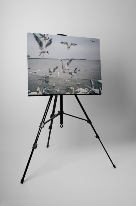 Tablou canvas : Pescarusi [3]