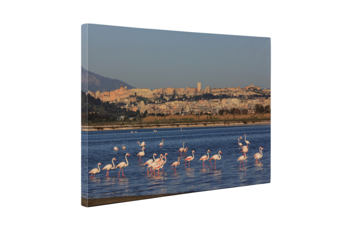 Tablou canvas : Familie de flamingo [5]