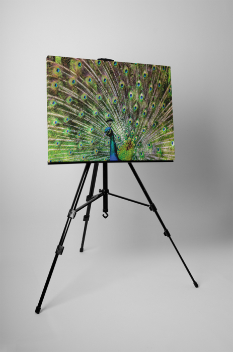 Tablou canvas : Paun [3]