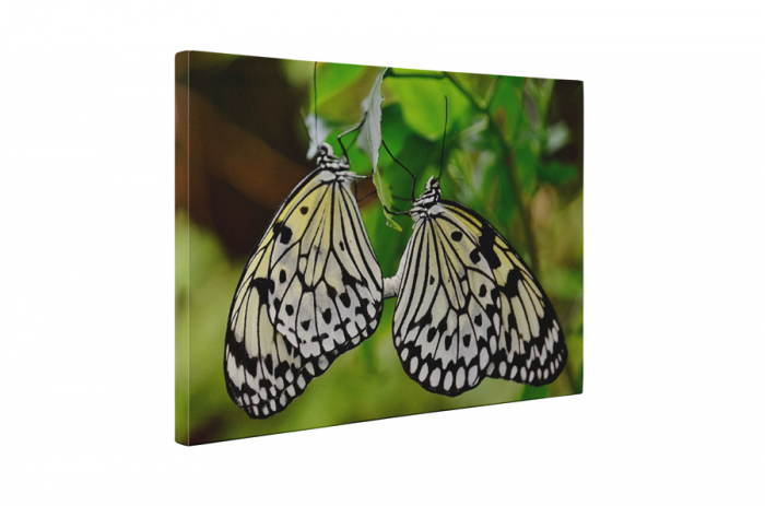 Tablou canvas : Fluturi indragostite [5]