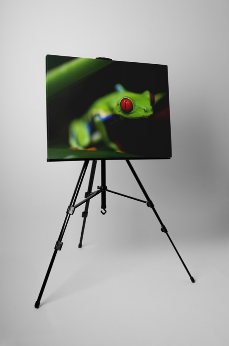 Tablou canvas : Broasca [3]
