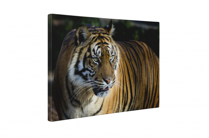 Tablou canvas : Tigru [5]