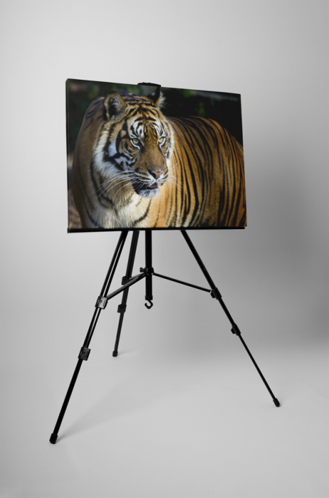 Tablou canvas : Tigru [3]